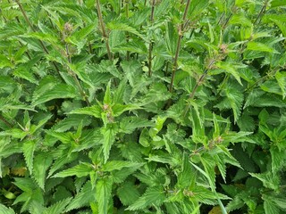 Brennnesseln - urtica 1