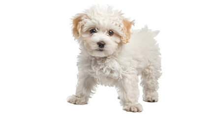 Obraz premium Adorable White Toy Poodle Puppy with Brown Eyepatches Standing Gracefully