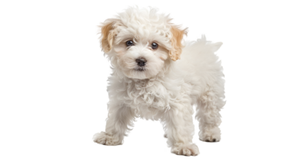 Adorable White Toy Poodle Puppy with Brown Eyepatches Standing Gracefully