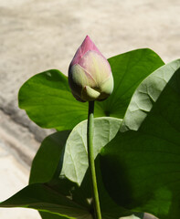 closeup macro view of beautiful lotus buds.