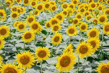 Sunflower Field