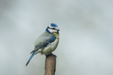 Blaumeise von der Seite