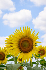 Obraz premium Sunflower