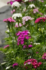 Close-up of Dianthus barbatus flower