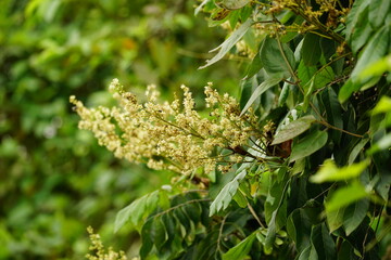 Close-up of Dimocarpus longan flower