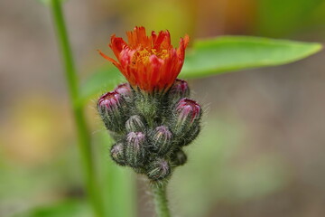 Orange hawkweed or Pilosella aurantiaca