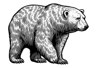Fototapeta premium White polar Bear sketch engraving generative ai fictional character PNG illustration. Scratch board imitation. Black and white image.