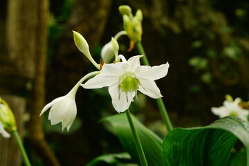 White Eucharis amazonica flowers bloom