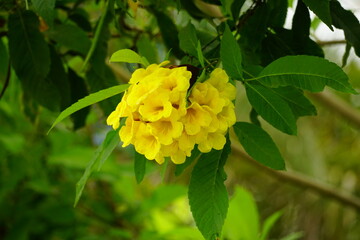 Tabebuia aurea yellow flowers bloom in summer