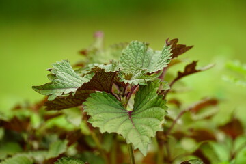 Close-up of purple perilla leaves in the garden