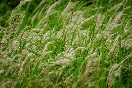 Panicum virgatum flowers bloom in the field