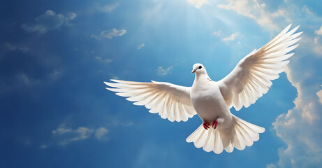 Dove flying in the air with wings wide open