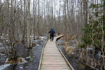 Coastal stand of forest flooded in spring, trail in flooded deciduous forest with wooden footbridge, lone traveler on wooden footpath