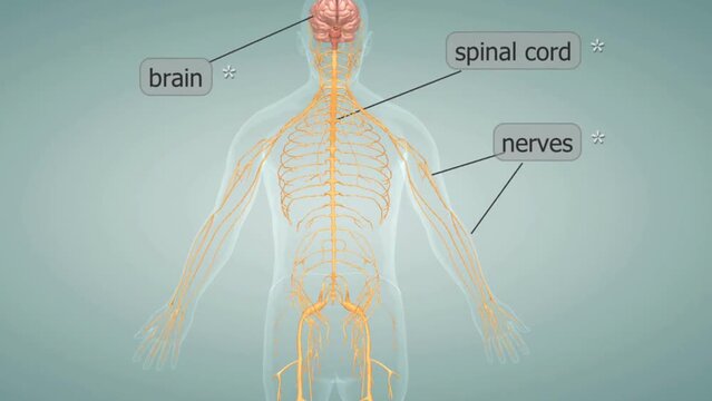 Human Nervous system