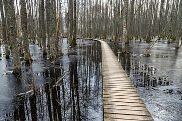 Coastal stand of forest flooded in spring, trail in flooded deciduous forest with wooden...