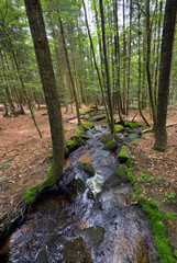 landsacpe with little river in a mystery part of the of the Bavarian Forest National Park near...