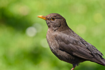 female common blackbird on the green background close-up