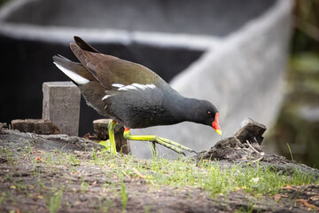 An adult common moorhen (Gallinula chloropus) walks on the ground perpendicular to the camera lens...