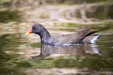 An adult common moorhen (Gallinula chloropus)  swims in the water perpendicular to the camera lens on a sunny spring day. 