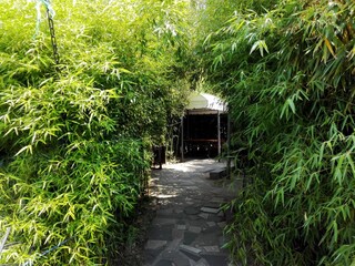 Detail of outdoor cafe terrace in bamboo grove. Road to cafe terrace in Batumi with summer bamboo...