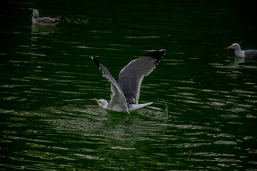 Seagulls playing in the sea, taking off, floating.