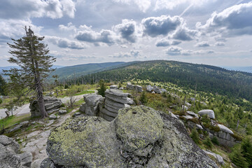 Dying forest due to bark beetle infestation in the Bavarian Forest near the Czech border, Bavaria, Germany