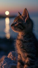 Cute kitten with beautiful eyes against the backdrop of sunset and sea.
