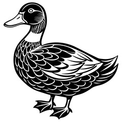 Black duck isolated on white vector illustration