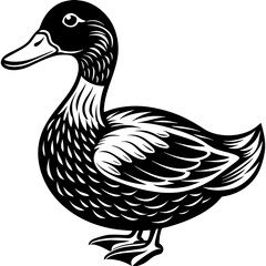 Black duck isolated on white vector illustration