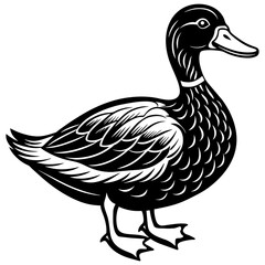 Black duck isolated on white vector illustration