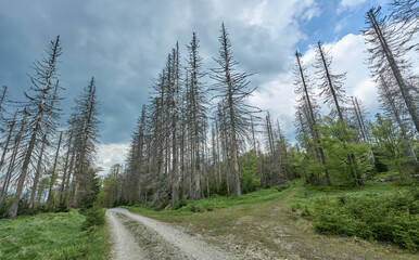 Dying forest due to bark beetle infestation in the Bavarian Forest near the Czech border, Bavaria,...
