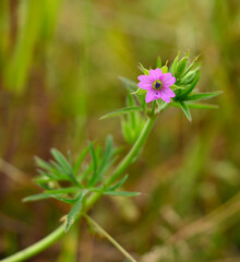Beautiful close-up of geranium dissectum