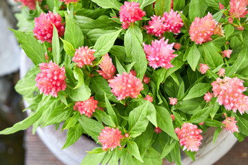 flower arrangements with garden flowers decorate the summer veranda