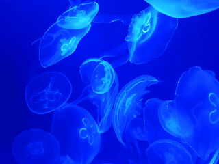 Jellyfish in the aquarium. Undersea world.