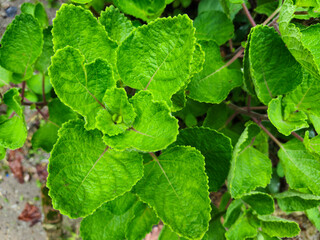 close up of Plectranthus amboinicus plant