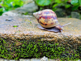 brown snail walking on a rock