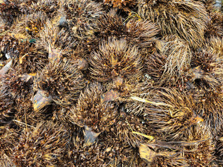 pile of empty palm fruit bunches