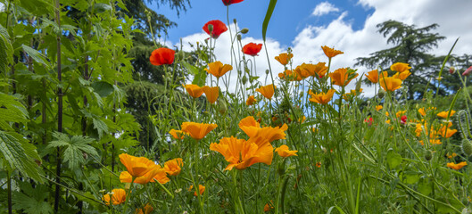 California poppy It is a plant that is grown in gardens and is sometimes subspontaneous