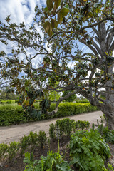 Fototapeta premium Magnolia is a tree species belonging to the Magnoliaceae family, native to the southeastern United States. It is very common to see it cultivated as an ornamental plant