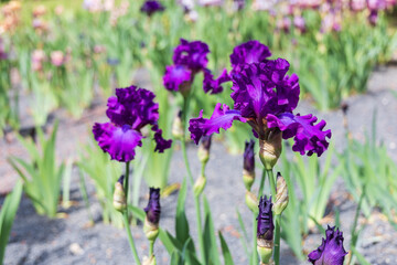 Blooming Iris - Iris in the garden, with a colorful background.