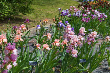 Fototapeta premium Blooming Iris - Iris in the garden, with a colorful background.