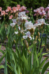 Blooming Iris - Iris in the garden, with a colorful background.