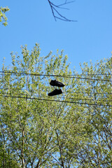trainers hanging from electrical wires