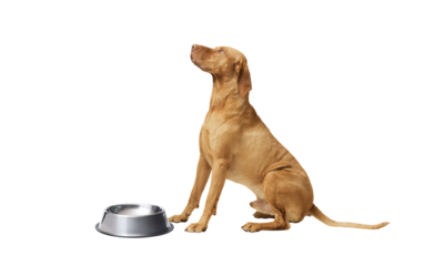 Sad hungarian Vizsla dog next to a empty bowl