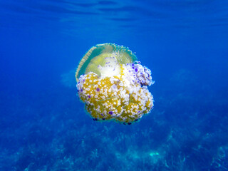 Closeup of Sea Moon Fried Egg jellyfish, jellyfish with orange body and blue tentacles is swimming in water with a blue background, jellyfish in Mediterranean Sea swimming and dancing, jelly fish.