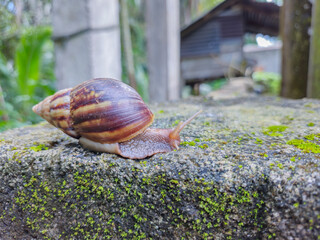 brown snail walking on a rock