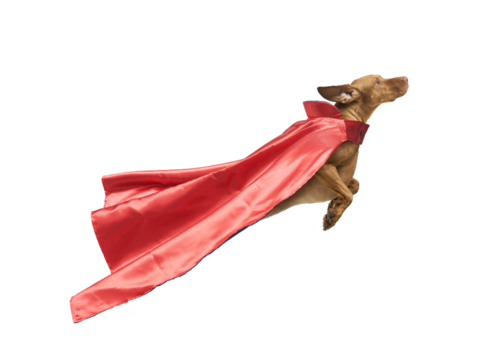 Dog hungarian Vizsla isolated on white background