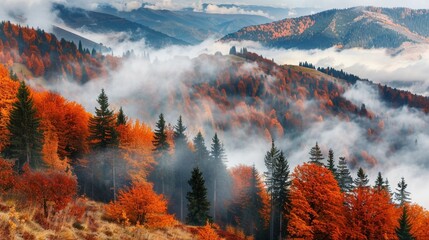 Picturesque autumn mountains with trees and sea of fog in the Carpathian mountains, Ukraine....