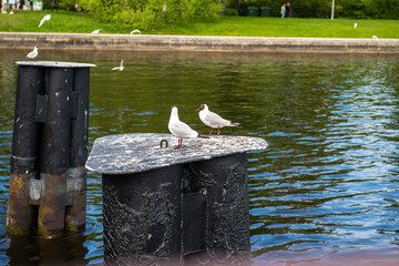 Seagulls sit on the supports of an old bridge on the river