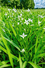 Obraz premium Fagopyrum Flowering plant in Summer Day. Close up. Green manure From Family Polygonaceae.